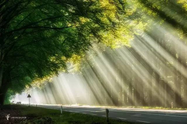 如何把树林拍成大片？用好这3招！插图19