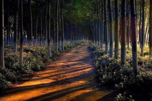 如何把树林拍成大片？用好这3招！插图15