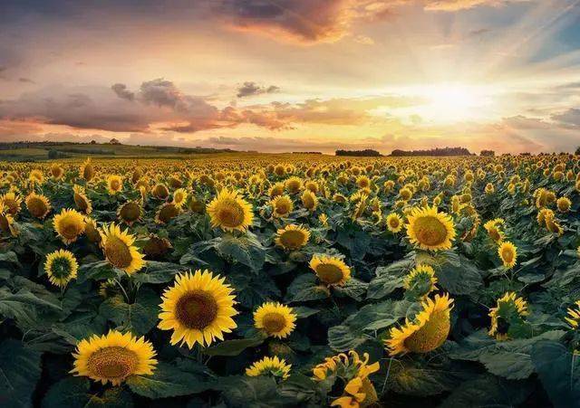 春季拍花、拍人像都能用的万能拍照技巧！插图2