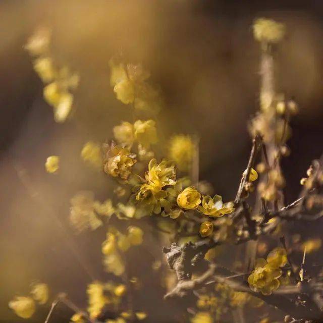 冬日腊梅怎么拍？28张图例手把手教你！插图25