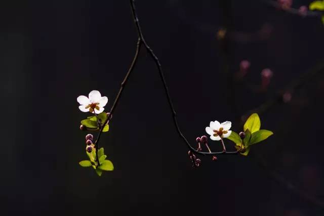 如何拍好暗黑背景的花？这篇文章给你讲透了！插图11