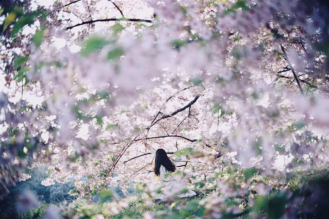 春季拍花、拍人像都能用的万能拍照技巧！插图6