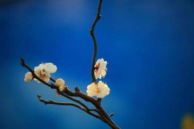 冬日腊梅怎么拍？28张图例手把手教你！插图17