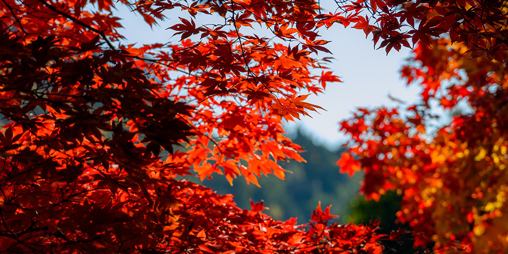 探寻京都红叶圣地，做一场光怪陆离的梦插图6