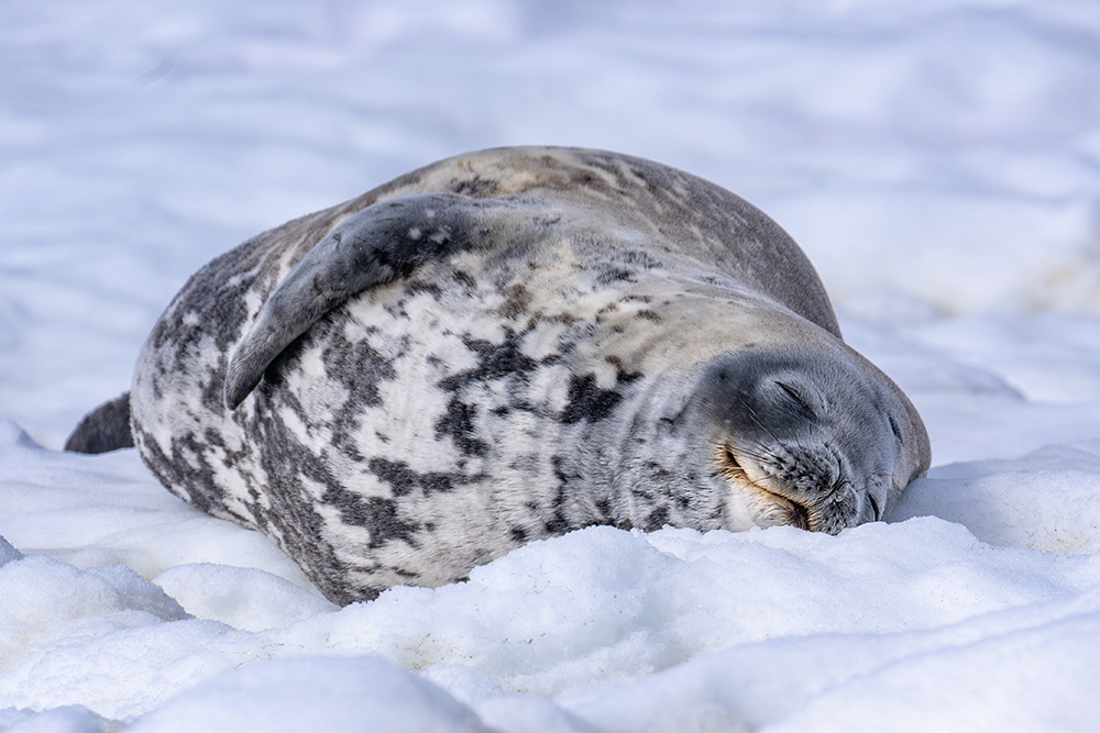 定格冰雪天堂，南极摄影技法全解析插图3