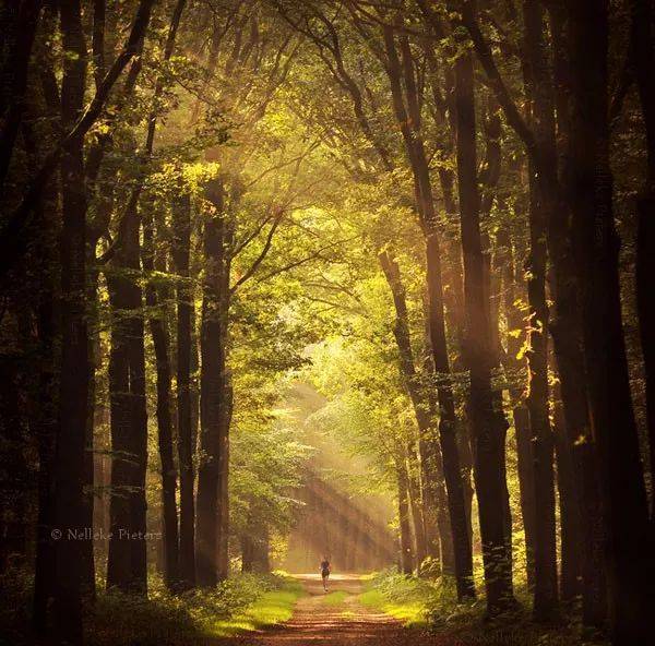 如何把树林拍成大片？用好这3招！插图13