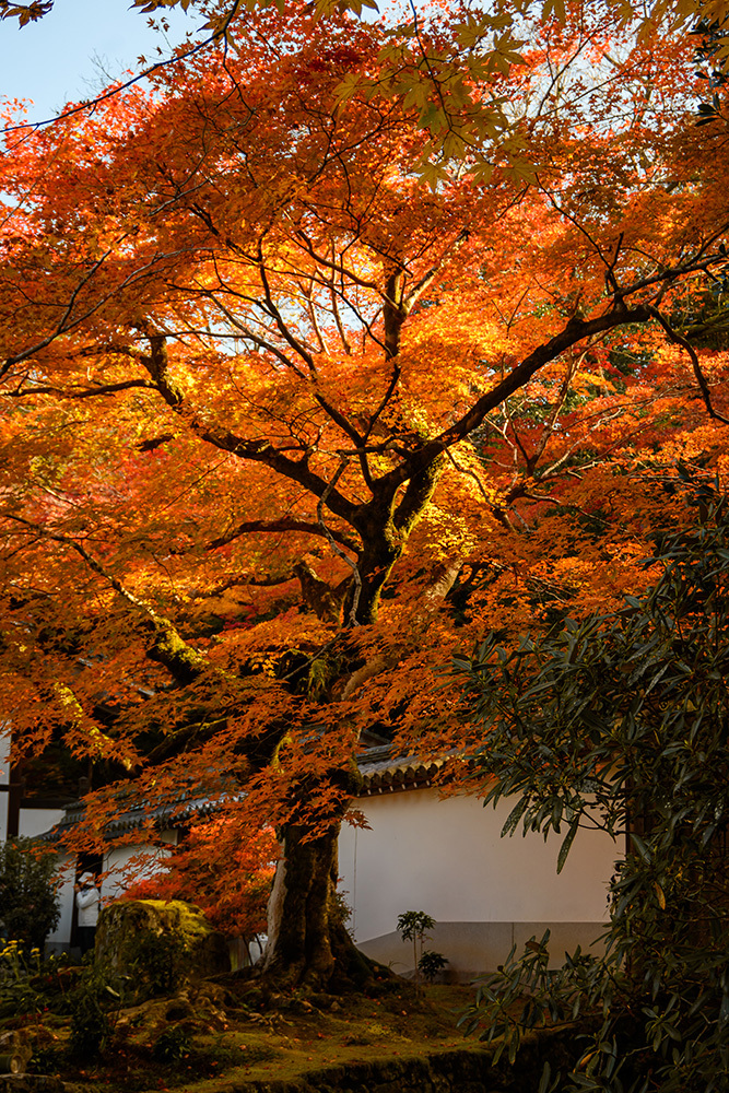 探寻京都红叶圣地，做一场光怪陆离的梦插图3
