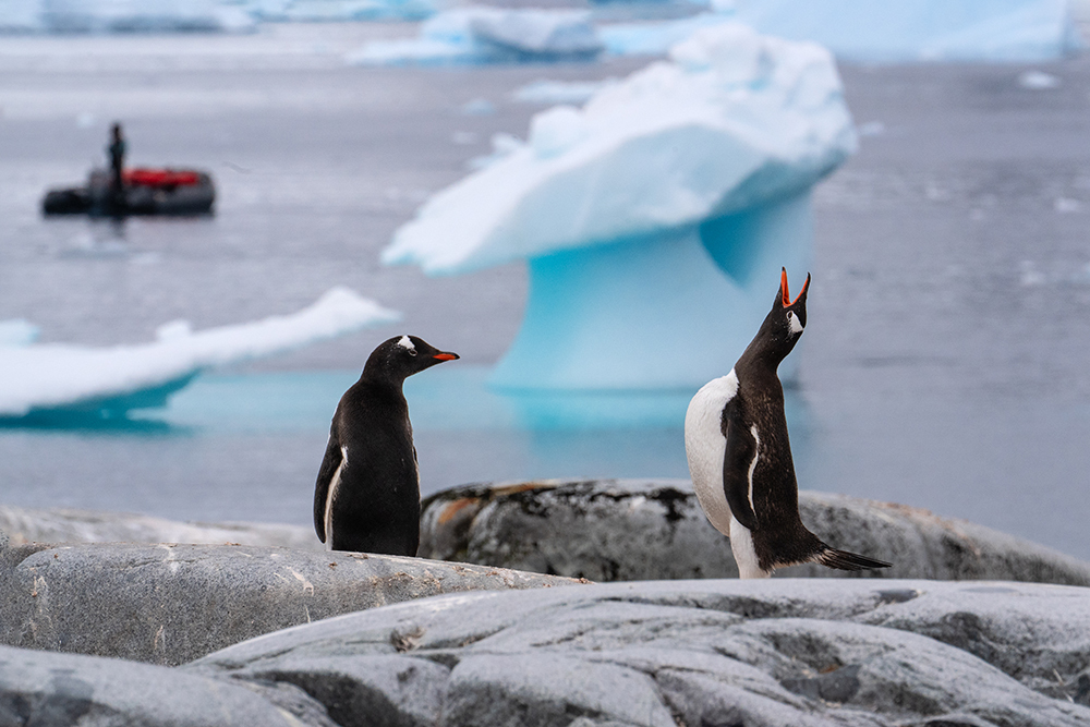 定格冰雪天堂，南极摄影技法全解析插图12