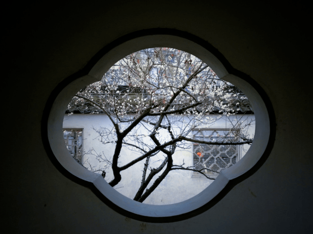 冬日腊梅怎么拍？28张图例手把手教你！插图20