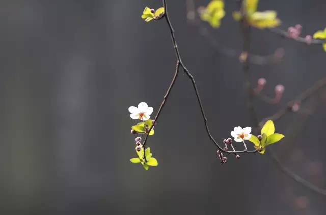 如何拍好暗黑背景的花？这篇文章给你讲透了！插图9