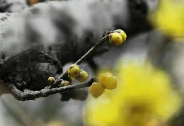 冬日腊梅怎么拍？28张图例手把手教你！插图19