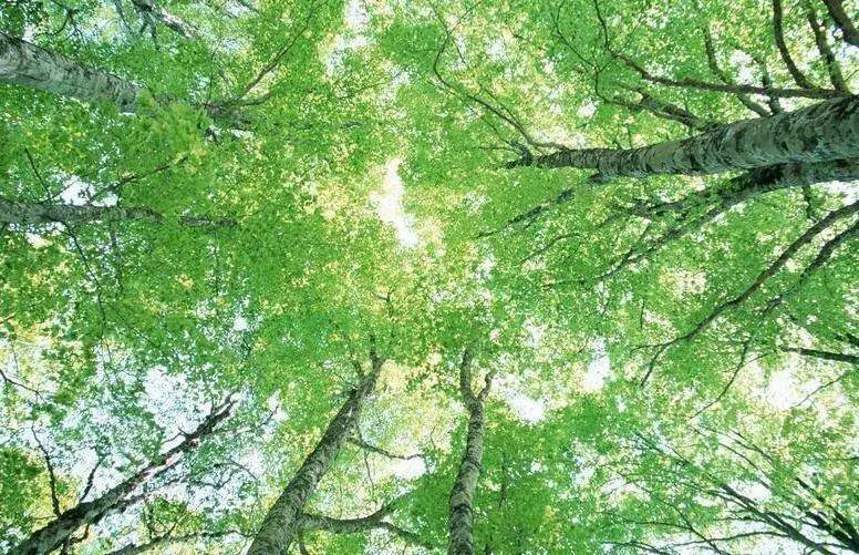 如何把树林拍成大片？用好这3招！插图8