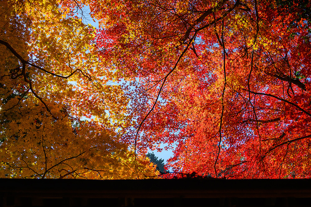 探寻京都红叶圣地，做一场光怪陆离的梦插图14
