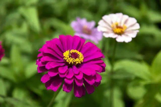 春季拍花、拍人像都能用的万能拍照技巧！插图