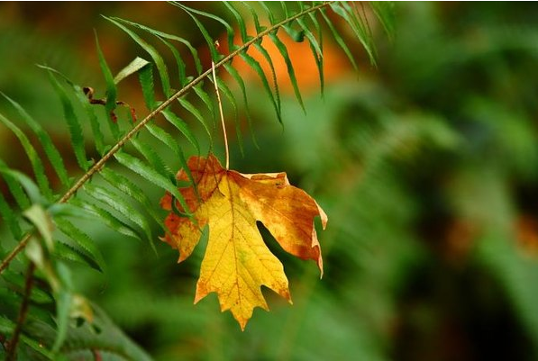 摄影技巧:掌握这7个诀窍,快速提升你的手机摄影技术!插图2 摄影技巧:掌握这7个诀窍,快速提升你的手机摄影技术!插图2