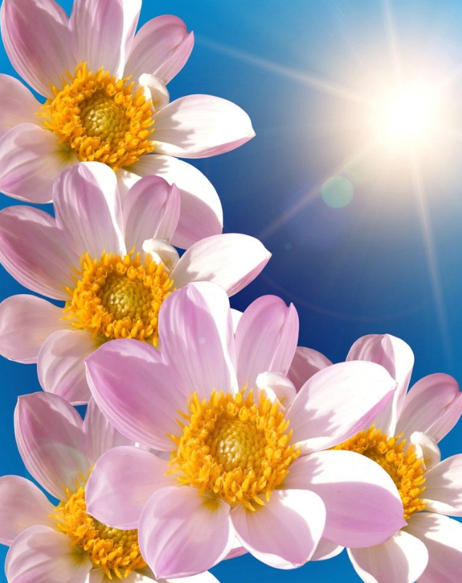 摄影技巧:新手如何拍出“屏保级”花卉照片插图1 摄影技巧:新手如何拍出“屏保级”花卉照片插图1