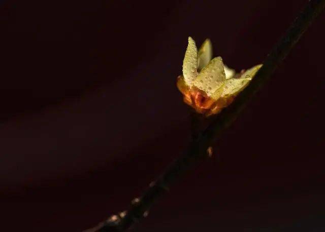 冬日腊梅怎么拍？28张图例手把手教你！插图11