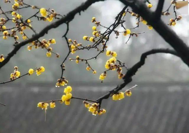 冬日腊梅怎么拍？28张图例手把手教你！插图15