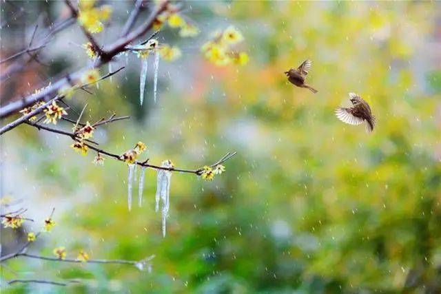 冬日腊梅怎么拍？28张图例手把手教你！插图22