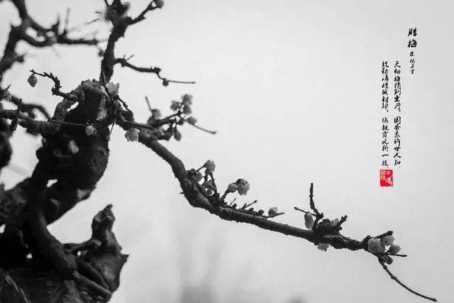 冬日腊梅怎么拍？28张图例手把手教你！-无料摄影圈