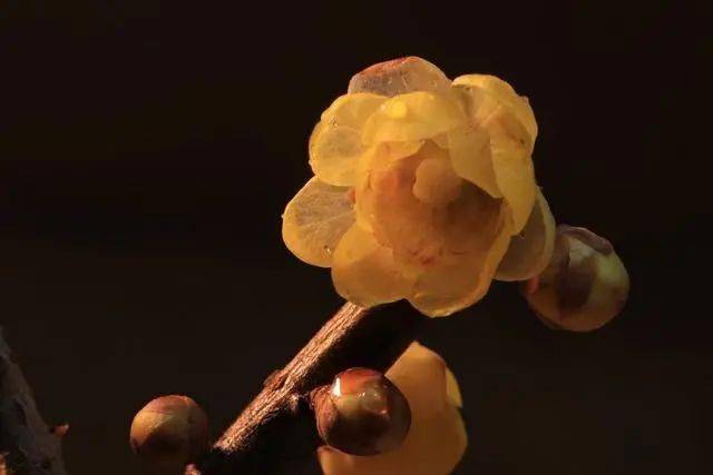 冬日腊梅怎么拍？28张图例手把手教你！插图12