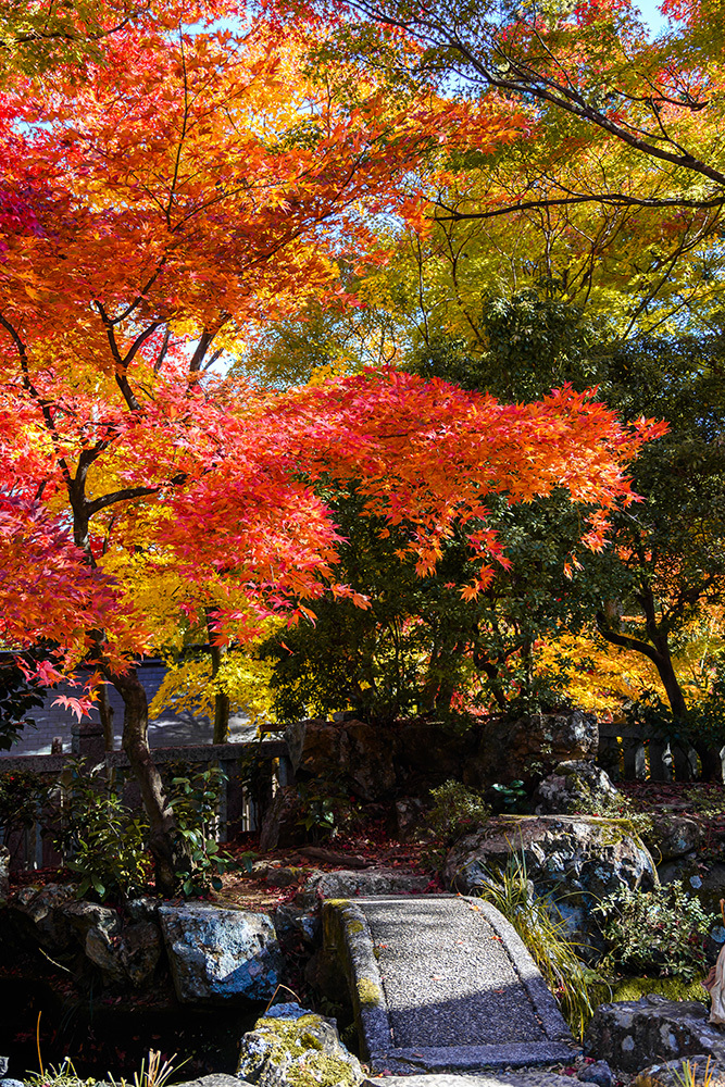 探寻京都红叶圣地，做一场光怪陆离的梦插图11
