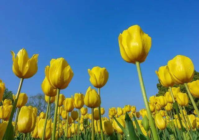 春季拍花、拍人像都能用的万能拍照技巧！插图3