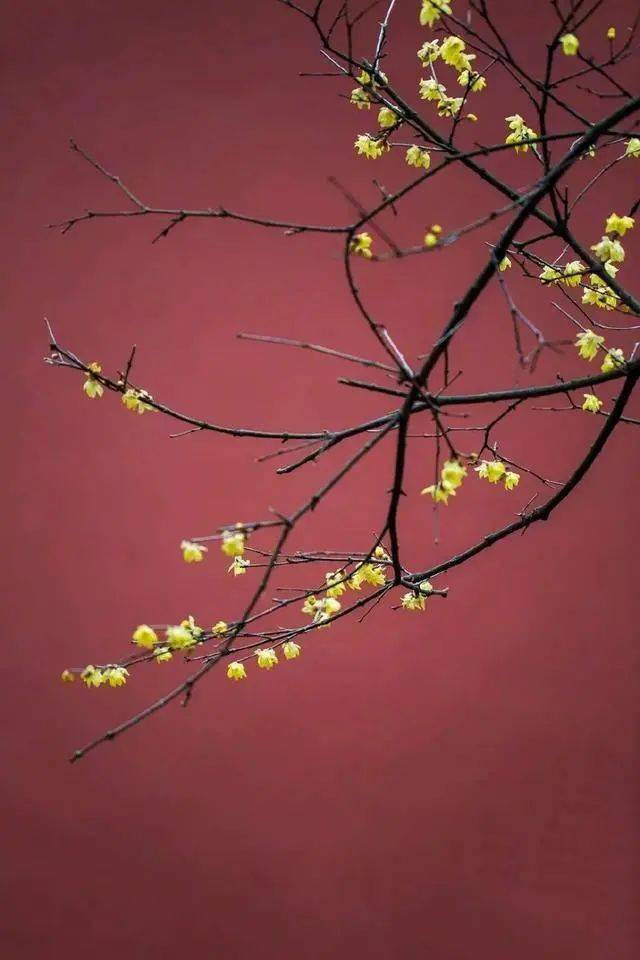 冬日腊梅怎么拍？28张图例手把手教你！插图18