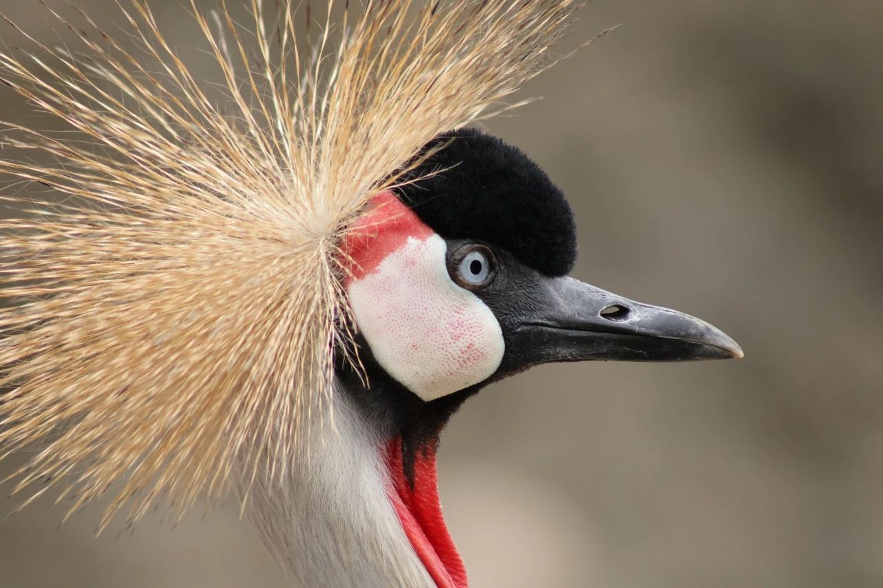 佳能发布 RF 75-300MM F4-5.6镜头插图8 佳能发布 RF 75-300MM F4-5.6镜头插图8