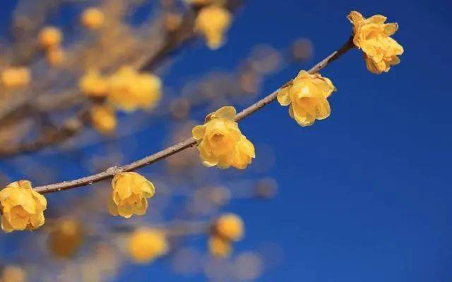 冬日腊梅怎么拍？28张图例手把手教你！插图8