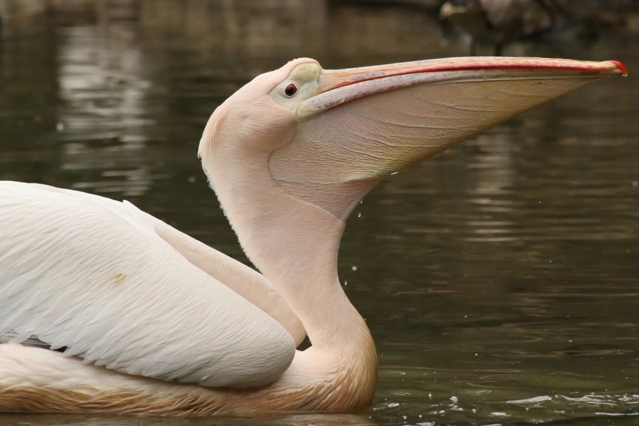 佳能发布 RF 75-300MM F4-5.6镜头插图7 佳能发布 RF 75-300MM F4-5.6镜头插图7