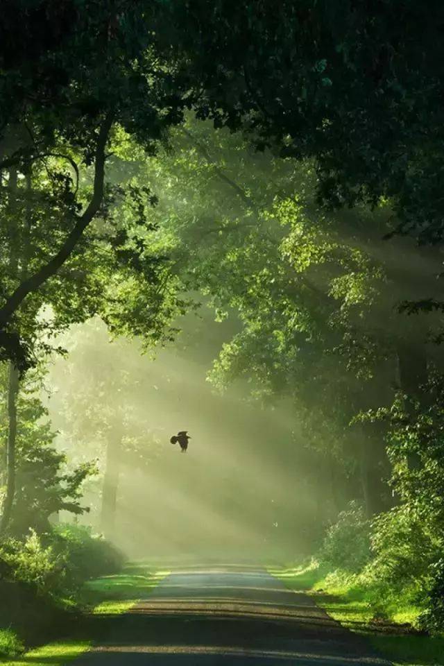 如何把树林拍成大片？用好这3招！插图14