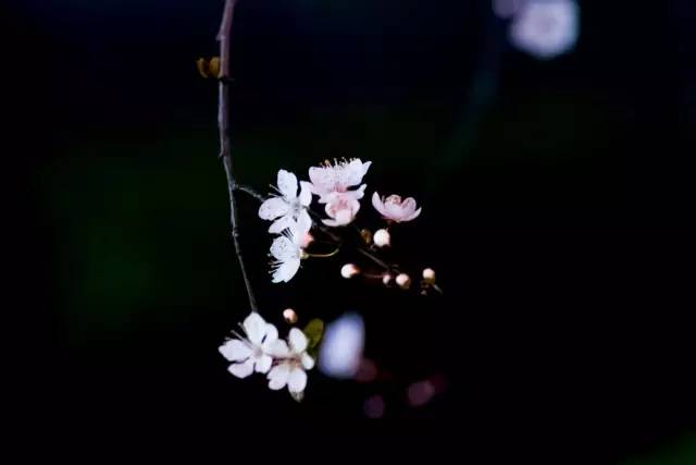 如何拍好暗黑背景的花？这篇文章给你讲透了！插图15