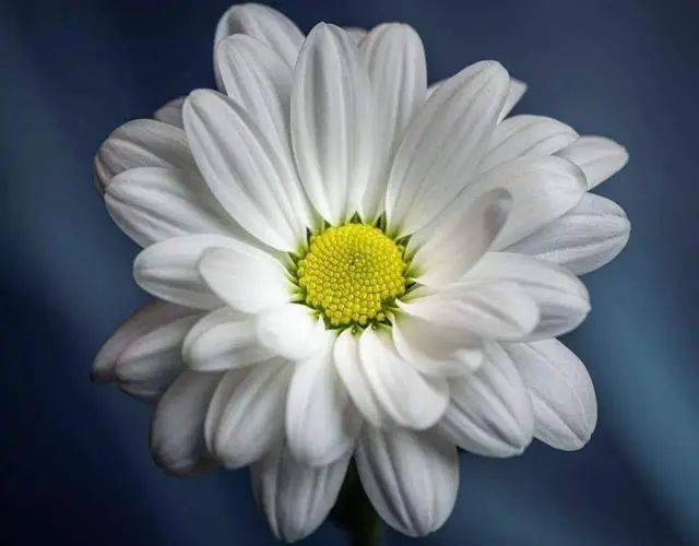 春季拍花、拍人像都能用的万能拍照技巧！插图1