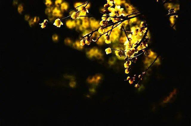 冬日腊梅怎么拍？28张图例手把手教你！插图7