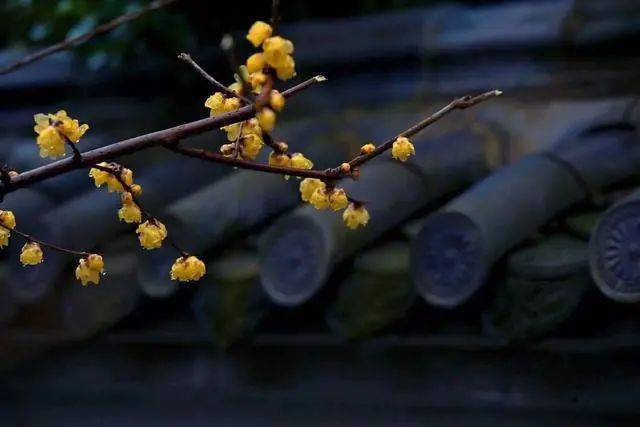 冬日腊梅怎么拍？28张图例手把手教你！插图10