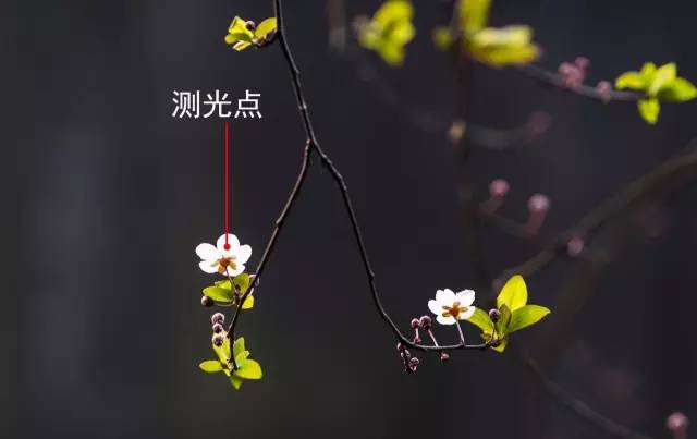 如何拍好暗黑背景的花？这篇文章给你讲透了！插图10