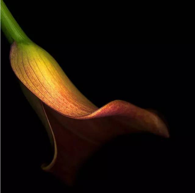 如何拍好暗黑背景的花？这篇文章给你讲透了！插图3