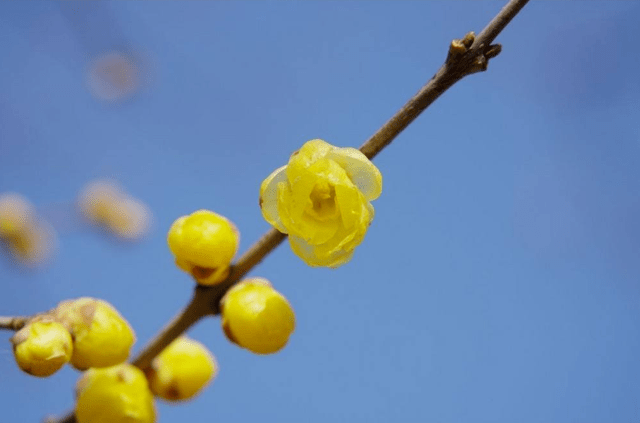 冬日腊梅怎么拍？28张图例手把手教你！插图14