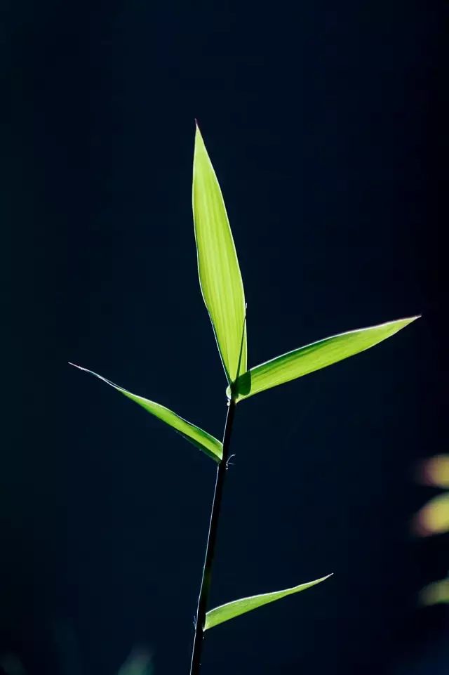 如何拍好暗黑背景的花？这篇文章给你讲透了！插图