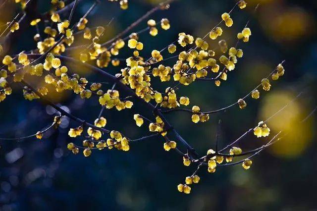 冬日腊梅怎么拍？28张图例手把手教你！插图9