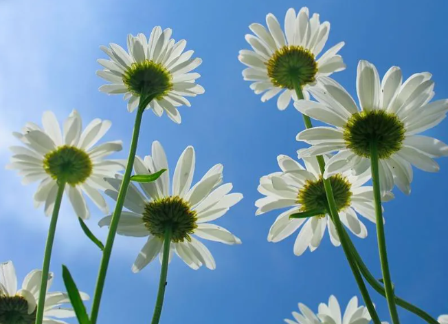 摄影技巧:掌握这7个诀窍,快速提升你的手机摄影技术!插图 摄影技巧:掌握这7个诀窍,快速提升你的手机摄影技术!插图