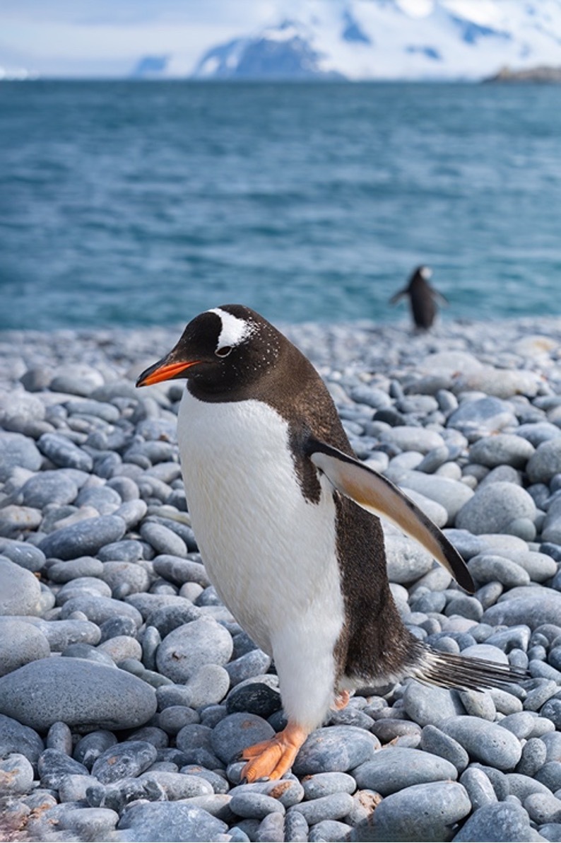 定格冰雪天堂，南极摄影技法全解析插图7