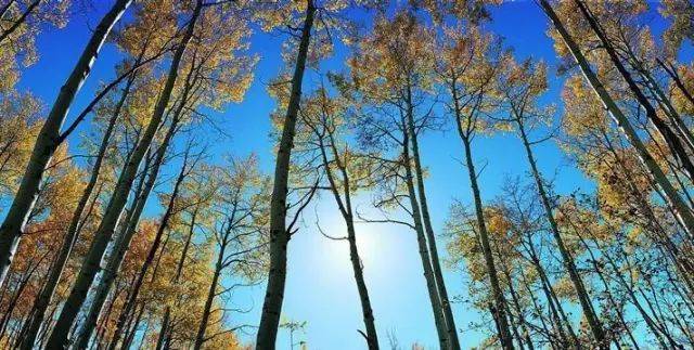 如何把树林拍成大片？用好这3招！插图6