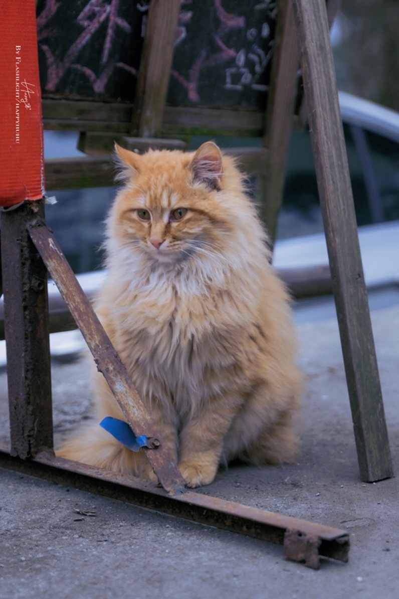 用尼康Z30定格超带感的街拍大片！插图15