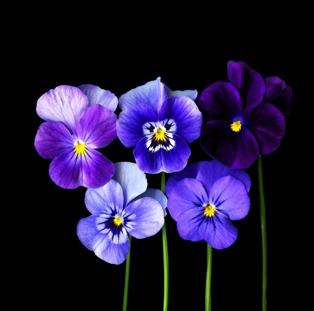 如何拍好暗黑背景的花？这篇文章给你讲透了！插图2