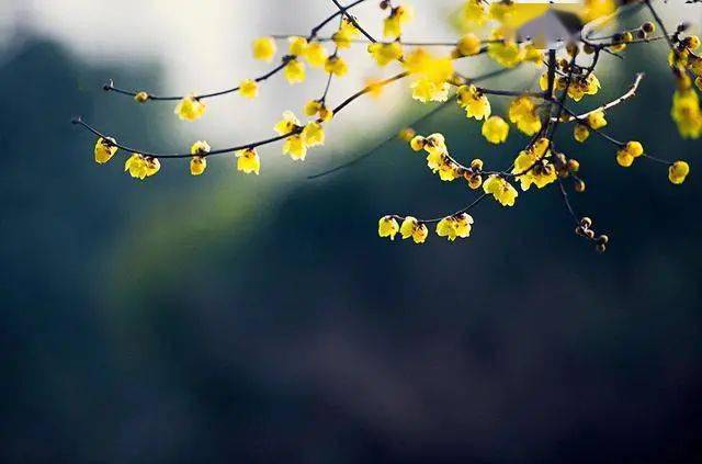 冬日腊梅怎么拍？28张图例手把手教你！插图6