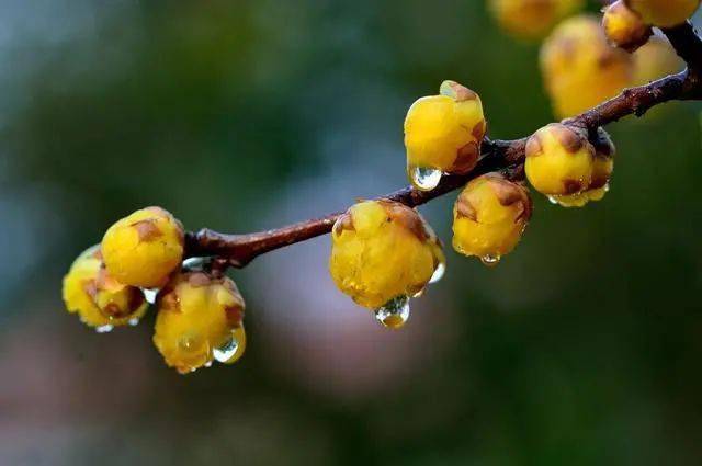 冬日腊梅怎么拍？28张图例手把手教你！插图4