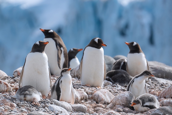 定格冰雪天堂，南极摄影技法全解析插图6
