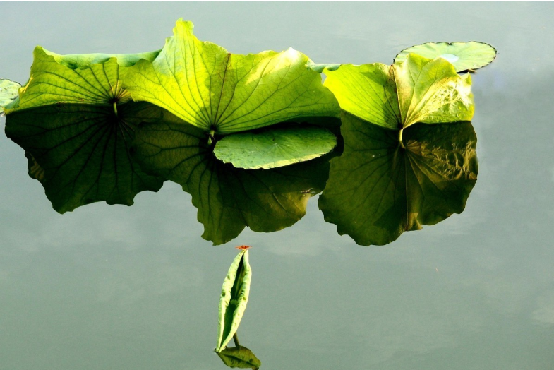 摄影技巧:掌握这7个诀窍,快速提升你的手机摄影技术!插图1 摄影技巧:掌握这7个诀窍,快速提升你的手机摄影技术!插图1